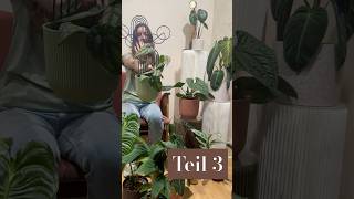 💙 Teil 3 Pflanzen Rankstäbe amp mehr 💙 pflanzenliebe rhaphidophorakorthalsii plants [upl. by Asecnarf]