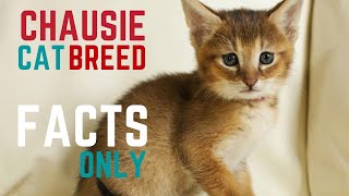 CHAUSIE CAT BREED  The Facts You Need to Know About Chausie [upl. by Enneirda]