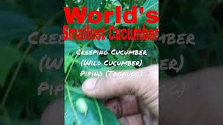 Creeping Cucumber  Wild Cucumber  Pipino [upl. by Adnalor]