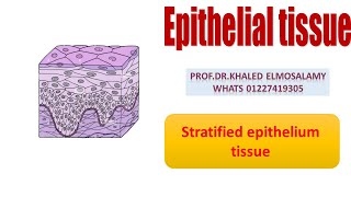 Stratified epithelium histology [upl. by Nitsew]