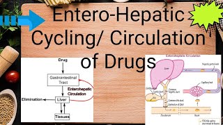 EnteroHepatic CyclingCirculation of Drugs [upl. by Adnohrahs]