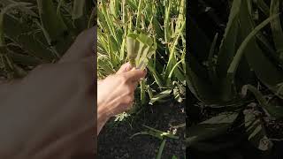 Aloe Vera 😊aloevera aloeveraplant shortvideo [upl. by Cathyleen]