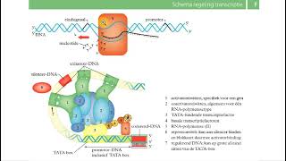 Binas tabellen  DNA replicatie transcriptie translatie [upl. by Zosima]