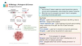 Cell Cycle  Mutagens amp Cancer IB Biology HL [upl. by Hcib]