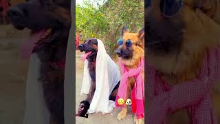 Kukur song video shortsongbollywood 🦮🦮🐕‍🦺vegetta777 [upl. by Oletta]