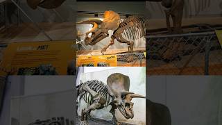 TRICERATOPS DIFERENTES DA MESMA ESPÉCIE  MESOZOICO ZOADO dinossauros mesozoicozoado identidino [upl. by Lindell]