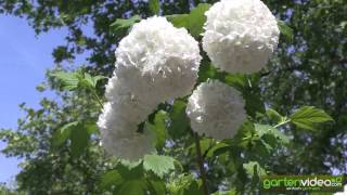 Viburnum opulus  Schneeball als Stämmchen [upl. by Perzan629]