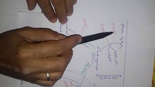 Svt bac internationalconsommation de la matière organique et flux dénergie [upl. by Hildegard]