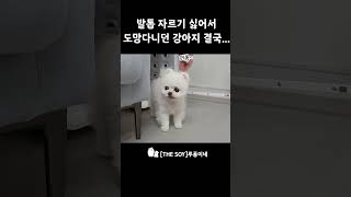 전퐁키 잡히기 1초전 루퐁이네 rudypongki 강아지 [upl. by Leodora]