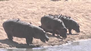 Hippopotamuses and Redbilled Oxpeckers [upl. by Nylsaj512]