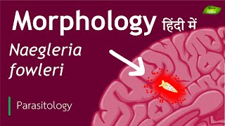 Naegleria fowleri in Hindi Morphological features  Parasitology  Basic Science Series [upl. by Icak]