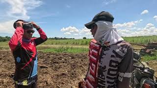 KATABING LOTE NG FARM TINAMNAN NG MAIS Sweet Corn [upl. by Nosidam890]