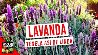 LAVANDA CUIDADOS RIEGO CULTIVO PODAR [upl. by Pasahow691]