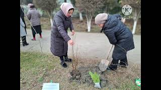 Buvayda ped kollej Yashil makon rolik [upl. by Enahc465]