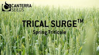 TriCal Surge™  Spring Triticale in Southern Alberta [upl. by Monsour742]