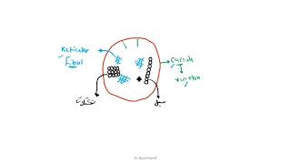 Histology Of Pituitary Gland 1 [upl. by Ihpen]