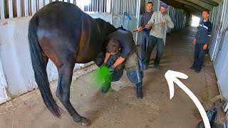 IMAGINE her RELIEF This horse COULDNT stand  Full horse hoof Cleaning [upl. by Radford87]