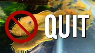 Why I Quit Breeding Bristlenose Plecos Ancistrus [upl. by Selima584]