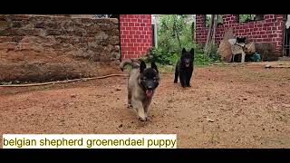 Belgian shepherd groenendael in india [upl. by Ader]