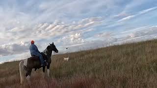 Early Season Sharptail’s on the ND Prairie [upl. by Norak990]