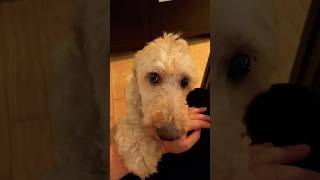 WARNING Doodle cuteness overload 🥺 dog funnyshorts viralvideo [upl. by Fiorenze921]