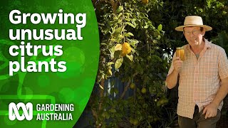 Growing and identifying unusual citrus plants  Citrus  Gardening Australia [upl. by Ecineg]