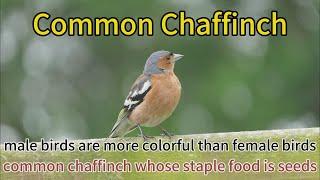 common chaffinch males more colourful than females and they are territorial bird in breeding season [upl. by Theadora]