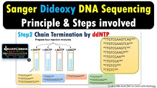 DNA Sequencing  Principles and Steps in Sanger Dideoxy Chain termination [upl. by Elocyn673]