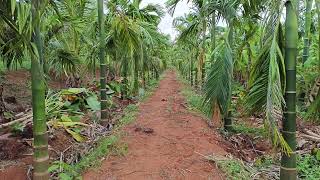 Areca nut Farm after 3 years from planting [upl. by Anerys237]