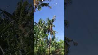 Assist cutting coconut in Looc Cabilao Loon [upl. by Viglione]