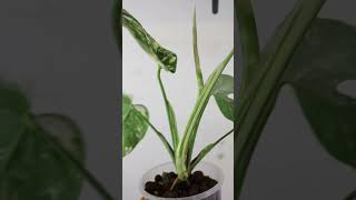 A beautiful albo monstera is unfurling new foliage indoorplantscare plantshorts [upl. by Margherita]