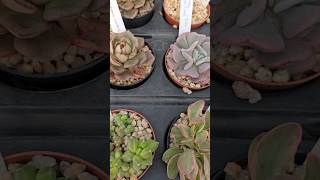 Succulents collection [upl. by Adan]