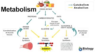 Metabolism Thermodynamics Redox ReductionOxidation Reactions Fermentation [upl. by Yentnuoc]