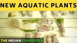 Aquatic Plants Unboxing From Bunnycart [upl. by Cynthy]