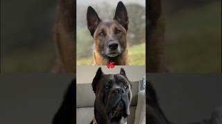 Belgian malinois vs Canecorso youtubeshorts dogbreed ytshorts [upl. by Phillips450]