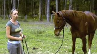 Natural Horsemanship Basics [upl. by Brunelle]