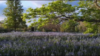 Camassia Fields [upl. by Allenaj]