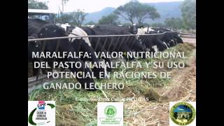 Maralfalfa Valor nutricional del pasto maralfalfa  VideoWeb EEA [upl. by Jessen]