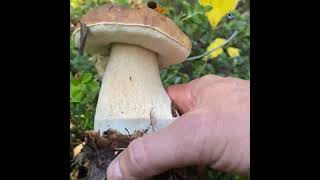 Pleasant fungi ASMR the pleasure of slicing and crunching [upl. by Alocin402]