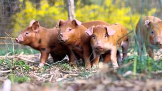 Training piglets to an electric fence [upl. by Akinek]