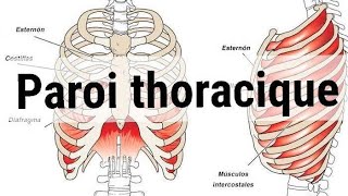 UNITE 1Cardio respiratoireANATOMY paroi thoracique2éme année médecine [upl. by Barabbas]