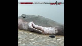 Fake whale beached in Baku during COP29 climate conference [upl. by Aciram559]