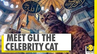 Gli the cat can stay even as Istanbuls Mosque Hagia Sophia converts into a Mosque [upl. by Ewan]