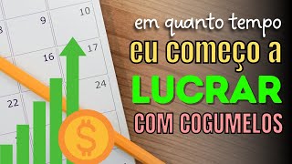 Em quanto tempo começo a Lucrar com Cogumelos [upl. by Lyndy]