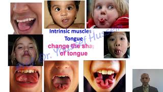 Tongue  Muscles  Dorsum  Papillae  Nerve supply  Lingual artery  lymphatic drainage [upl. by Ymmor]