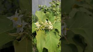 TAKOKAK ‼️ SOLANUM TORVUM takokak solanum solanumtorvum [upl. by Neelahtak]