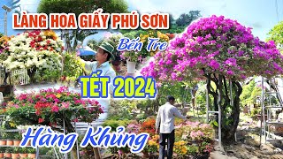 TẾT 2024 LÀNG HOA GIẤY PHÚ SƠN  GIÁ HOA KIỂNG TẠI THIÊN ĐƯỜNG HOA CHỢ LÁCH BẾN TRE  OKDD [upl. by Aihsitan]