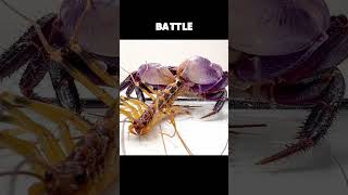 Scutigera coleoptrata Takes On Crab In The Battle Of The Century [upl. by Pirri]