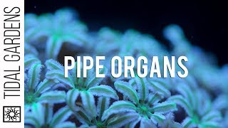 Pipe Organ Coral Tubipora musica Care Tips [upl. by Nnylyar]