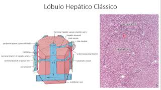 Fígado e Vias Biliares aspectos histológicos [upl. by Witcher]